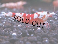 画像1: 076　R 【KOREA MAX！】オールKOREA！人気のレッドファンシータイガー【SECOND】