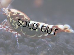 画像1: 196　R 【KOREA MAX！】新種系色々MIXお宝コスパ100連発！【SECOND】