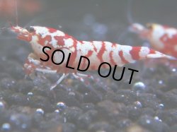 画像1: 053　R 【KOREA MAX！】オールKOREA！人気のレッドファンシータイガー【SECOND】