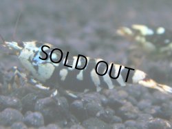 画像1: 171　R 【KOREA MAX！】新種系色々MIXお宝コスパ100連発！【SECOND】