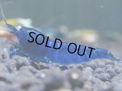 画像1: 134　R 【KOREA MAX！】新種系色々MIXお宝コスパ100連発！【SECOND】