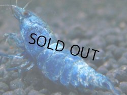 画像1: 151　R 【KOREA MAX！】新種系色々MIXお宝コスパ100連発！【SECOND】