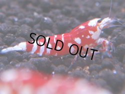 画像1: 083　R 【KOREA MAX！】オールKOREA！人気のレッドファンシータイガー【SECOND】