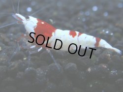 画像1: 048　R 【KOREA MAX！】ニューブリーダーAwsomeのレッドビー【SECOND】