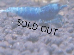 画像1: 230　R 【KOREA MAX！】コスパMAXミポリンフラッシュ！【SECOND】