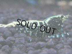 画像1: 194　R 【KOREA MAX！】新種系色々MIXお宝コスパ100連発！【SECOND】