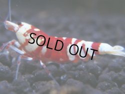 画像1: 149　R 【KOREA MAX！】新種系色々MIXお宝コスパ100連発！【SECOND】