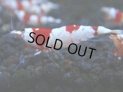 画像1: 044　R 【KOREA MAX！】ニューブリーダーAwsomeのレッドビー【SECOND】