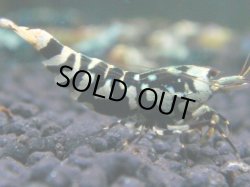 画像1: 133　R 【KOREA MAX！】新種系色々MIXお宝コスパ100連発！【SECOND】