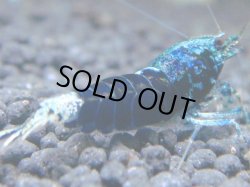 画像1: 173　R 【KOREA MAX！】新種系色々MIXお宝コスパ100連発！【SECOND】