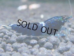 画像1: 168　R 【KOREA MAX！】新種系色々MIXお宝コスパ100連発！【SECOND】