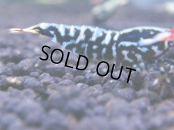 画像1: 242　R 【KOREA MAX！】コスパMAXミポリンフラッシュ！【SECOND】