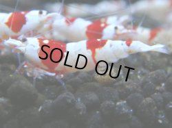 画像1: 033　R 【KOREA MAX！】ニューブリーダーAwsomeのレッドビー【SECOND】