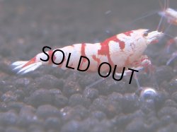 画像1: 062　R 【KOREA MAX！】オールKOREA！人気のレッドファンシータイガー【SECOND】