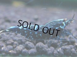 画像1: 186　R 【KOREA MAX！】新種系色々MIXお宝コスパ100連発！【SECOND】