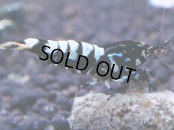 画像1: 209　R 【KOREA MAX！】コスパMAXミポリンフラッシュ！【SECOND】