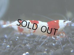 画像1: 031　R 【KOREA MAX！】ニューブリーダーAwsomeのレッドビー【SECOND】