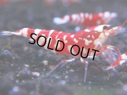 画像1: 067　R 【KOREA MAX！】オールKOREA！人気のレッドファンシータイガー【SECOND】