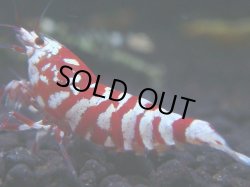 画像1: 141　R 【KOREA MAX！】新種系色々MIXお宝コスパ100連発！【SECOND】