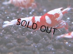 画像1: 075　R 【KOREA MAX！】オールKOREA！人気のレッドファンシータイガー【SECOND】