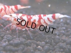 画像1: 079　R 【KOREA MAX！】オールKOREA！人気のレッドファンシータイガー【SECOND】