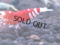 画像1: 214　R 【KOREA MAX！】コスパMAXミポリンフラッシュ！【SECOND】