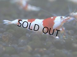 画像1: 049　R 【KOREA MAX！】ニューブリーダーAwsomeのレッドビー【SECOND】