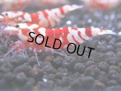 画像1: 080　R 【KOREA MAX！】オールKOREA！人気のレッドファンシータイガー【SECOND】