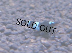 画像1: 270 R 【KOREA MAX！】新人初登場！ウルトラコスパならアユチャンス！【SECOND】