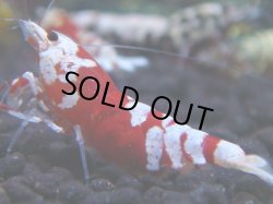 画像1: 145　R 【KOREA MAX！】新種系色々MIXお宝コスパ100連発！【SECOND】