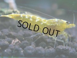 画像1: 169　R 【KOREA MAX！】新種系色々MIXお宝コスパ100連発！【SECOND】