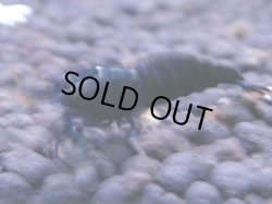 画像1: 222　R 【KOREA MAX！】コスパMAXミポリンフラッシュ！【SECOND】