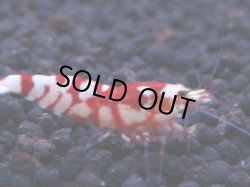 画像1: 260 R 【KOREA MAX！】新人初登場！ウルトラコスパならアユチャンス！【SECOND】