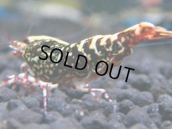 画像1: 135　R 【KOREA MAX！】新種系色々MIXお宝コスパ100連発！【SECOND】