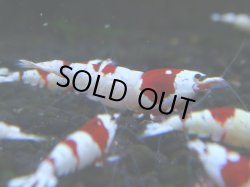 画像1: 013　R 【KOREA MAX！】ニューブリーダーAwsomeのレッドビー【SECOND】