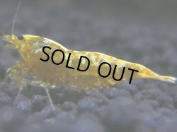 画像1: 181　R 【KOREA MAX！】新種系色々MIXお宝コスパ100連発！【SECOND】