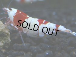 画像1: 008　R 【KOREA MAX！】ニューブリーダーAwsomeのレッドビー【SECOND】