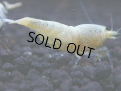 画像1: 184　R 【KOREA MAX！】新種系色々MIXお宝コスパ100連発！【SECOND】