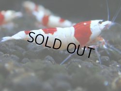 画像1: 022　R 【KOREA MAX！】ニューブリーダーAwsomeのレッドビー【SECOND】