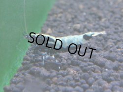 画像1: 262 R 【KOREA MAX！】新人初登場！ウルトラコスパならアユチャンス！【SECOND】