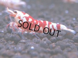 画像1: 058　R 【KOREA MAX！】オールKOREA！人気のレッドファンシータイガー【SECOND】