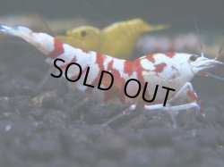 画像1: 117　R 【KOREA MAX！】新種系色々MIXお宝コスパ100連発！【SECOND】