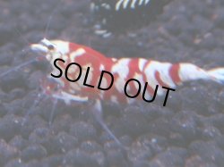 画像1: 203　R 【KOREA MAX！】コスパMAXミポリンフラッシュ！【SECOND】