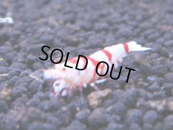 画像1: 284 R 【KOREA MAX！】新人初登場！ウルトラコスパならアユチャンス！【SECOND】