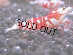 画像1: 071　R 【KOREA MAX！】オールKOREA！人気のレッドファンシータイガー【SECOND】