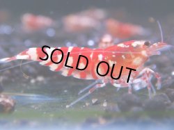 画像1: 081　R 【KOREA MAX！】オールKOREA！人気のレッドファンシータイガー【SECOND】