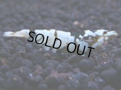 画像1: 208　R 【KOREA MAX！】コスパMAXミポリンフラッシュ！【SECOND】