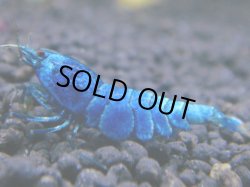 画像1: 139　R 【KOREA MAX！】新種系色々MIXお宝コスパ100連発！【SECOND】