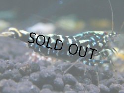 画像1: 176　R 【KOREA MAX！】新種系色々MIXお宝コスパ100連発！【SECOND】