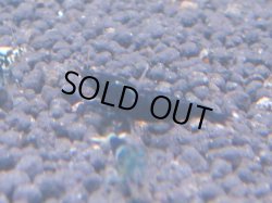 画像1: 268 R 【KOREA MAX！】新人初登場！ウルトラコスパならアユチャンス！【SECOND】